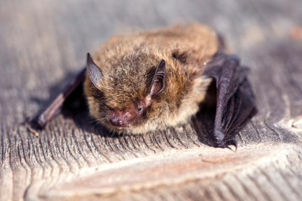 Prédateurs de la processionnaire - Chauve-souris commune (Pipistrellus pipistrellus)