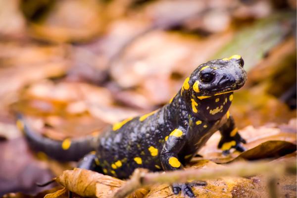 Prédateurs de la processionnaire - Salamandre commune (Salamandra salamandra)