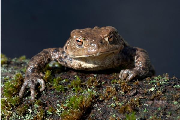 Prédateurs de la processionnaire - Crapaud commun (Bufo bufo)