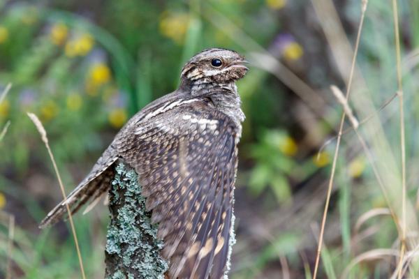 Prédateurs de la processionnaire - Engoulevent d'Europe (Caprimulgus europaeus)