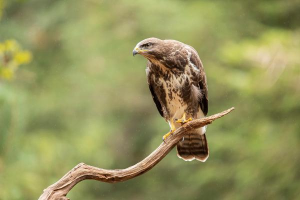 Prédateurs de la processionnaire - Buse variable (Buteo buteo)