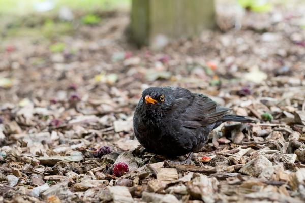 Prédateurs de la processionnaire - Merle noir (Turdus merula)