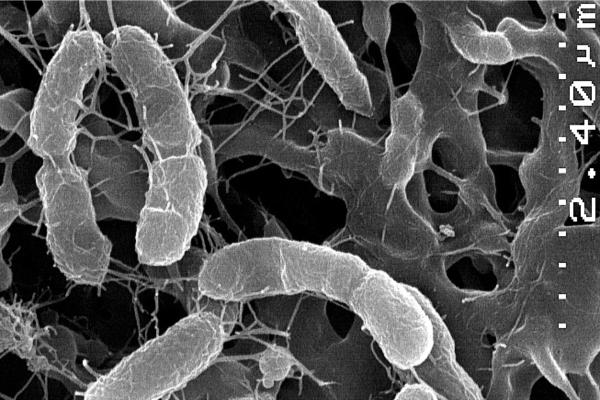 Chimiosynthèse: qu'est-ce que c'est, phases et organismes - Que sont les organismes chimiosynthétiques