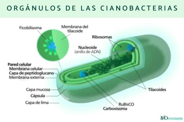 Cyanobactéries : qu'est-ce que c'est, caractéristiques, types et exemples - Organites de cyanobactéries