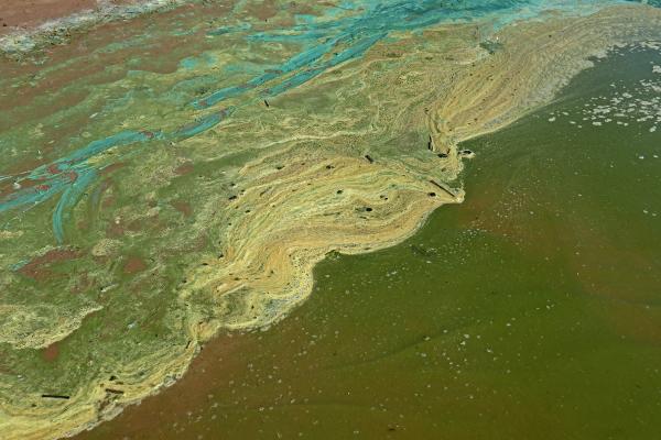 Cyanobactéries : qu'est-ce que c'est, caractéristiques, types et exemples - Les cyanobactéries sont-elles dangereuses ?
