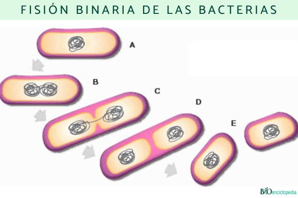Bactéries: qu'est-ce qu'elles sont, types, caractéristiques, exemples et reproduction - Reproduction des bactéries