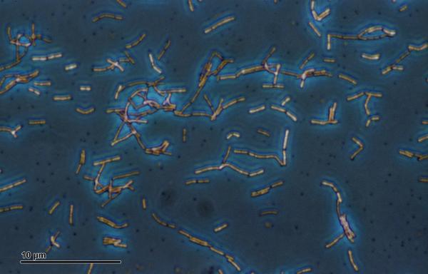 Extrémophiles : qu'est-ce qu'ils sont, caractéristiques et exemples - Caractéristiques des extrémophiles
