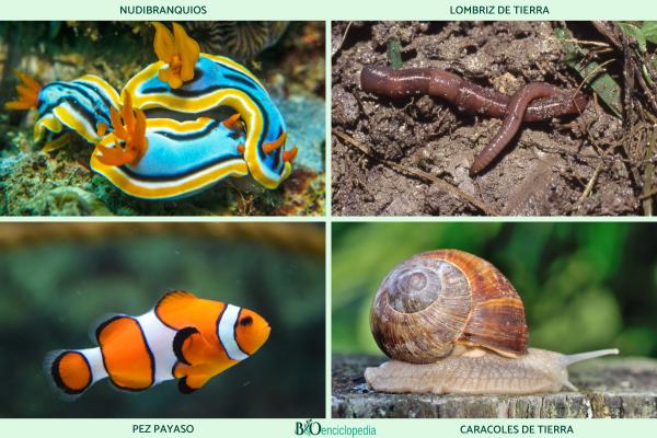Animaux hermaphrodites : qu'est-ce que c'est, reproduction et exemples - Exemples d'animaux hermaphrodites