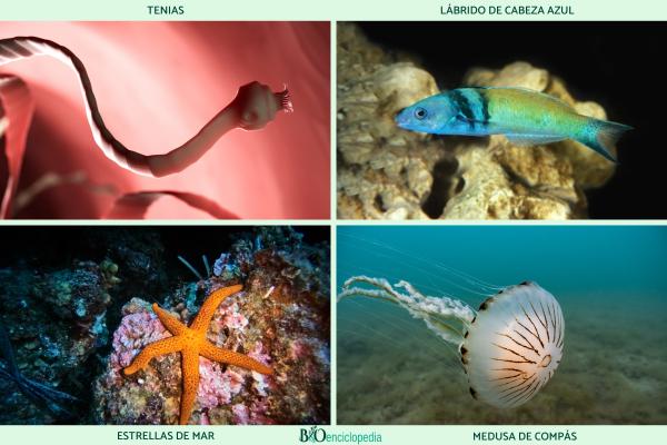 Animaux hermaphrodites : qu'est-ce que c'est, reproduction et exemples -
