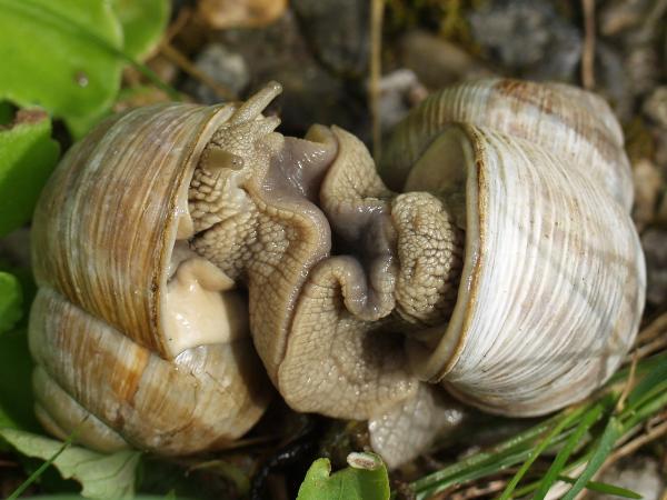 Animaux hermaphrodites : qu'est-ce qu'ils sont, reproduction et exemples - Différence entre fécondation croisée et autofécondation