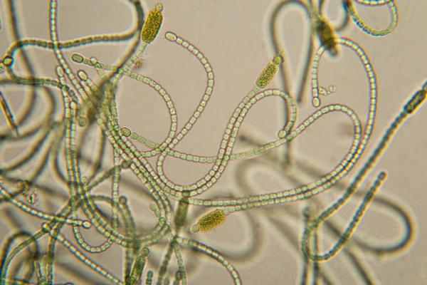 Royaume Monera: qu'est-ce que c'est, caractéristiques, classification, reproduction et exemples - Caractéristiques du royaume Monera