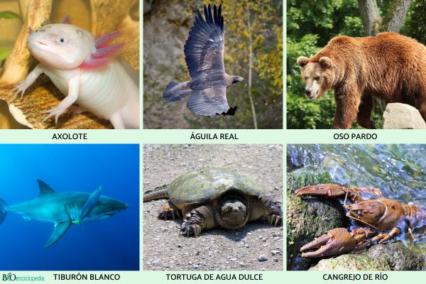 Animaux carnivores : exemples, caractéristiques et types -