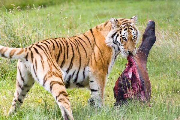 Animaux carnivores : exemples, caractéristiques et types - Caractéristiques des animaux carnivores