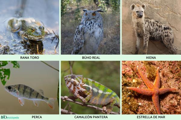 Animaux carnivores : exemples, caractéristiques et types - Exemples d'animaux carnivores