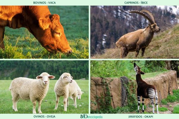 Herbivores : qu'est-ce que c'est, caractéristiques, régime alimentaire, types et exemples - Exemples d'animaux herbivores à plusieurs estomacs