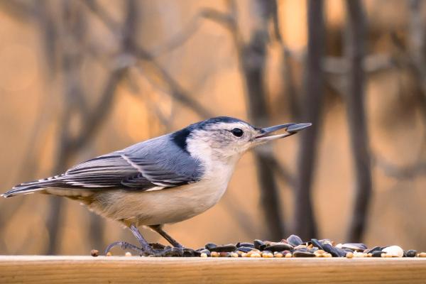Herbivores : qu'est-ce qu'ils sont, caractéristiques, régime alimentaire, types et exemples - Types d'animaux herbivores