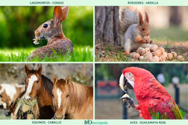 Herbivores : qu'est-ce qu'ils sont, caractéristiques, régime alimentaire, types et exemples - Exemples d'animaux herbivores avec estomac