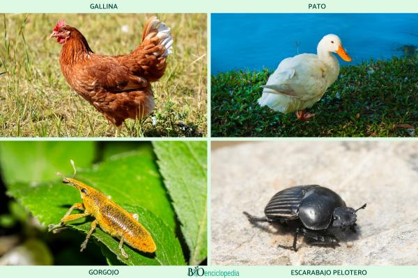 Granivores: qu'est-ce que c'est, caractéristiques et exemples -