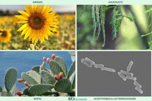 Autotrophes : qu'est-ce que c'est, types et exemples - Exemples d'autotrophes