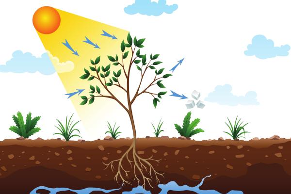 Autotrophes : qu'est-ce que c'est, types et exemples - Caractéristiques des autotrophes