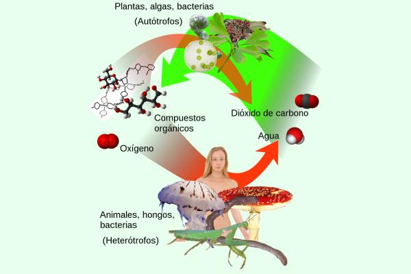 Autotrophes : qu'est-ce que c'est, types et exemples - Différence entre autotrophes et hétérotrophes