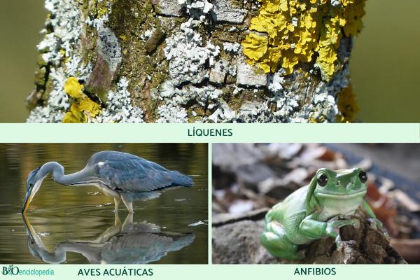 Bioindicateurs : qu'est-ce que c'est, types, exemples et importance - Exemples de bioindicateurs