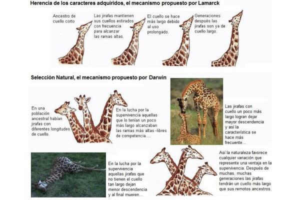 La théorie de Lamarck : qu'est-ce que c'est, importance et exemple - Exemple des girafes de Lamarck