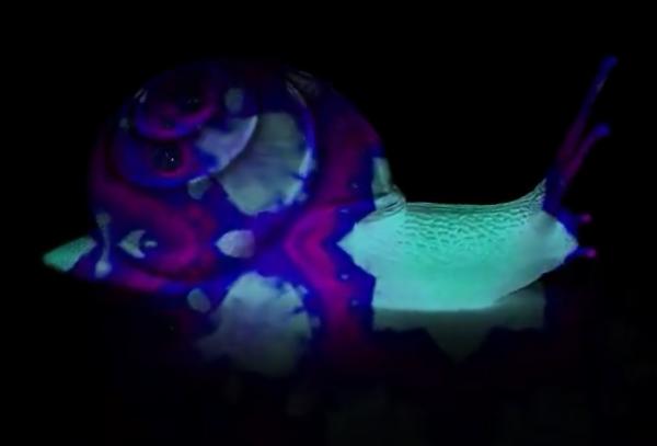 Bioluminescence: qu'est-ce que c'est et animaux - Quantula striata