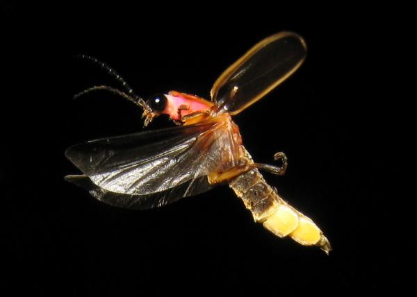Bioluminescence: qu'est-ce que c'est et animaux - Lucioles (famille des Lampyridés)