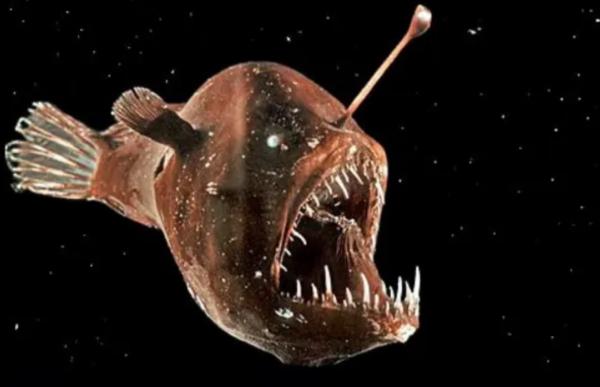 Bioluminescence: qu'est-ce que c'est et animaux - Poisson-lanterne à cornes (Centrophryne spinulosa)