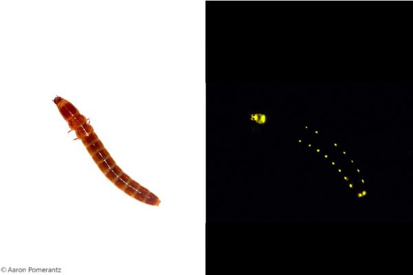 Bioluminescence: qu'est-ce que c'est et animaux - Railworm (Phrixothrix hirtus)