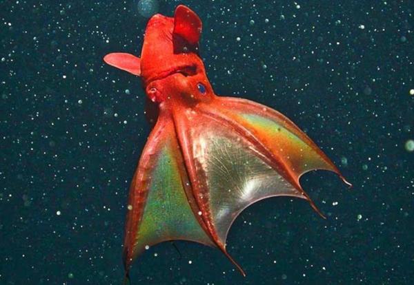 Bioluminescence: qu'est-ce que c'est et animaux - Calmar vampire (Vampyroteuthis infernalis)