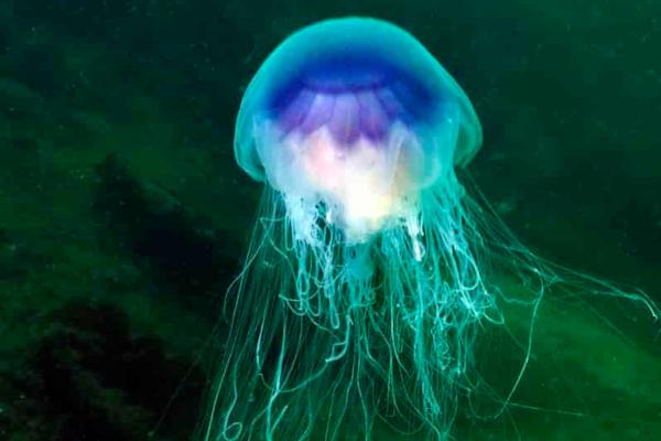 Bioluminescence: qu'est-ce que c'est et animaux - Méduse bioluminescente (Pelagia noctiluca)