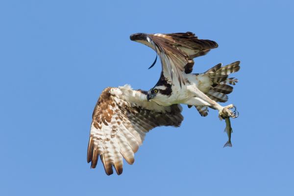 Animaux piscivores : qu'est-ce que c'est et exemples - Balbuzard pêcheur
