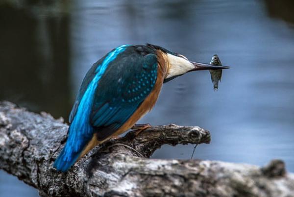 Animaux piscivores : qu'est-ce que c'est et exemples - Martin-pêcheur commun
