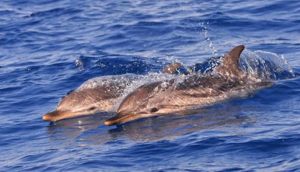 Animaux piscivores : qu'est-ce que c'est et exemples - Dauphins