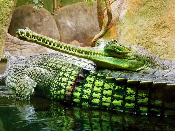 Animaux piscivores : qu'est-ce que c'est et exemples - Gavial
