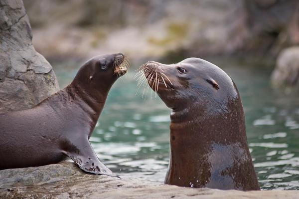 Animaux piscivores : qu'est-ce que c'est et exemples - Lion de mer
