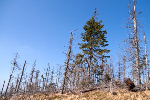 Les pluies acides : qu'est-ce que c'est, causes et conséquences - Conséquences des pluies acides
