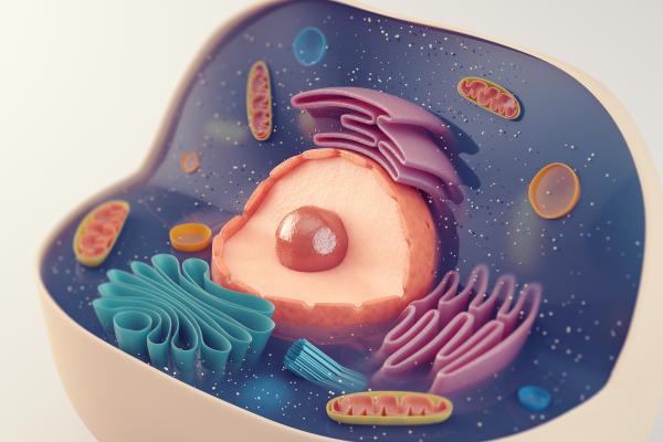 Les niveaux d'organisation des êtres vivants - Niveau cellulaire