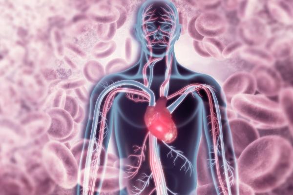 Les niveaux d'organisation des êtres vivants - Niveau organique