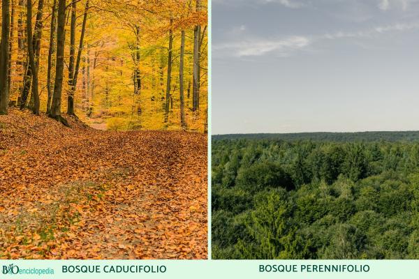 Types de forêts - Types de forêts selon leur feuillage