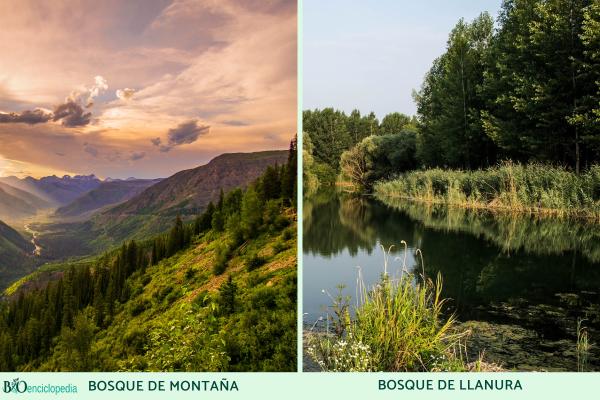 Types de forêts - Types de forêts selon l'altitude