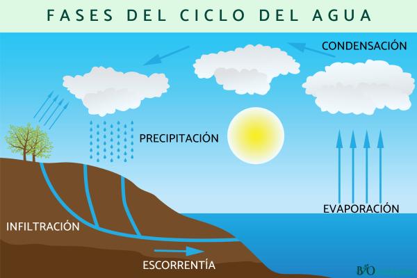 Cycle de l'eau : qu'est-ce que c'est, caractéristiques et phases - Phases du cycle de l'eau