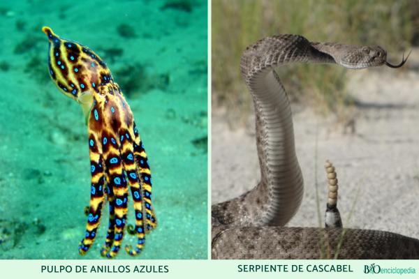 Aposématisme: qu'est-ce que c'est, caractéristiques et exemples - Exemples d'aposématisme chez les animaux