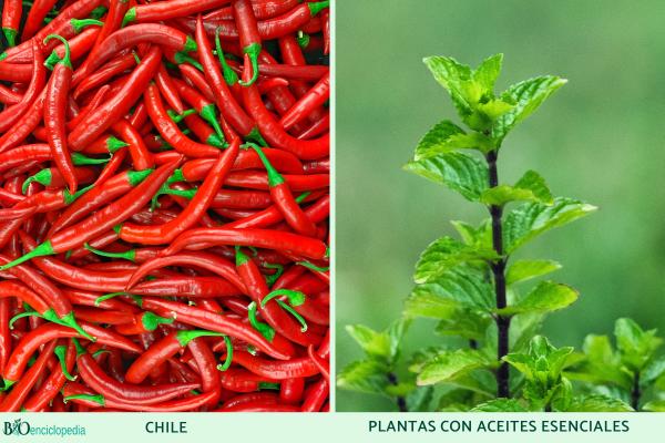 Aposématisme: qu'est-ce que c'est, caractéristiques et exemples - Exemples d'aposématisme chez les plantes