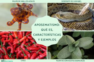 Aposématisme: qu’est-ce que c’est, caractéristiques et exemples
