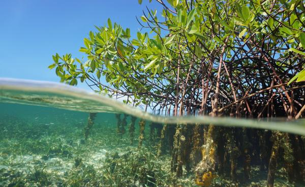 Mangroves: qu'est-ce que c'est, types, flore et faune - Flore des mangroves