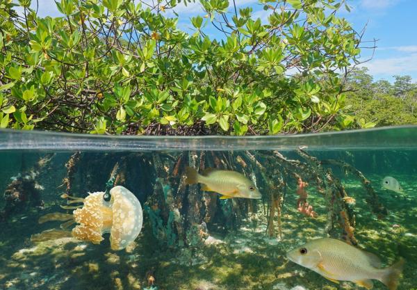 Mangroves: qu'est-ce que c'est, types, flore et faune - Faune des mangroves