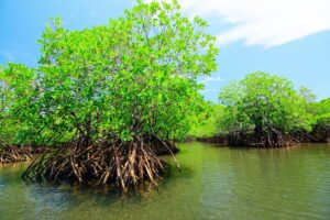 Mangroves: qu’est-ce qu’elles sont, types, flore et faune